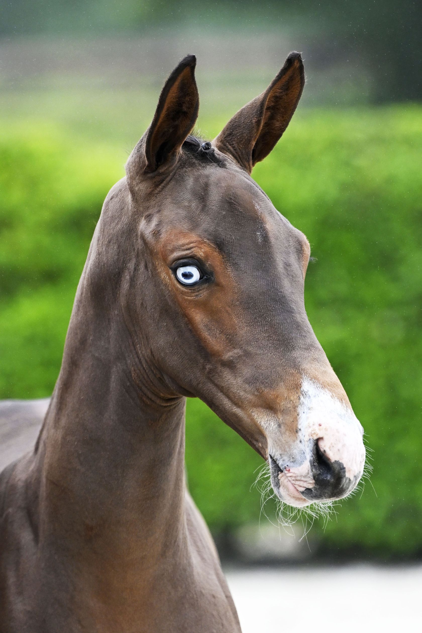 ULTIMA VAN DE WITTERT Z - Eye-catching granddaughter of 1.55m